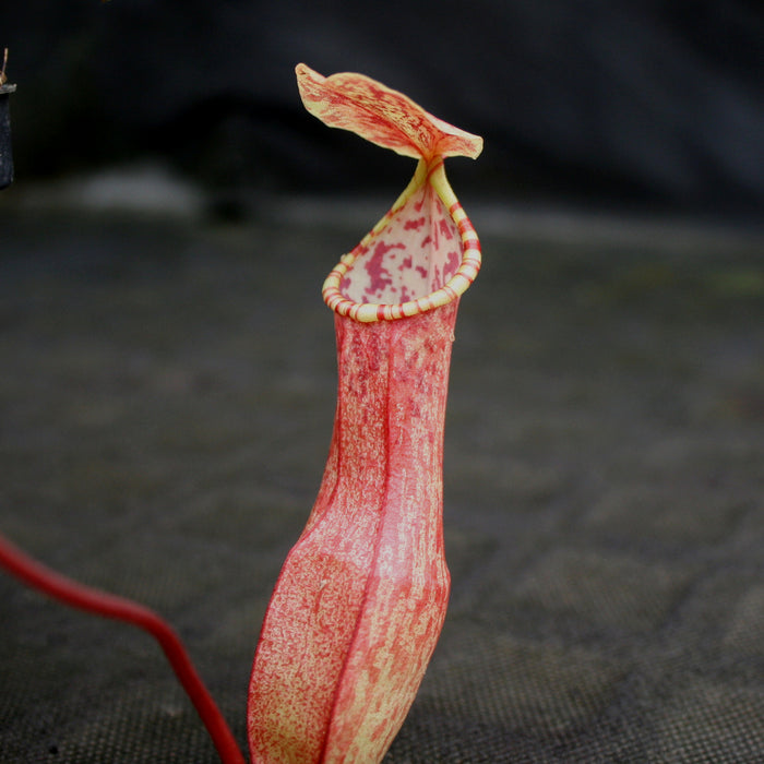 Close up of a red pink Nepenthes eustachya pitcher with a pale cream rim and speckled lid
