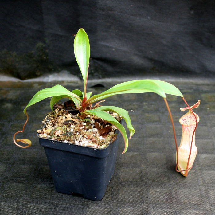 Nepenthes eustachya plant in a small pot with green leaves and a long pale pink speckled pitcher