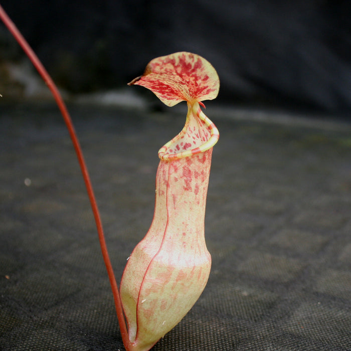 Side view of a pink speckled Nepenthes eustachya pitcher with a curved neck and patterned lid