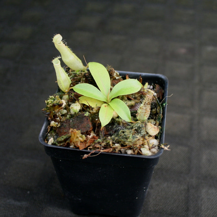 Nepenthes eustachya plant in a black square pot with bright green leaves and pale tubular pitchers among mossy substrate