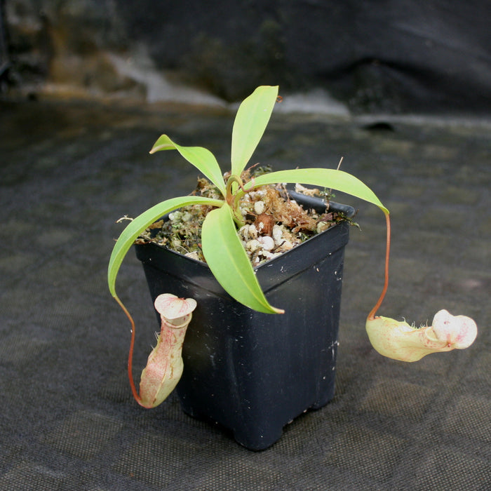 Young Nepenthes eustachya in a pot with bright green leaves and long pale pitchers hanging over mossy soil