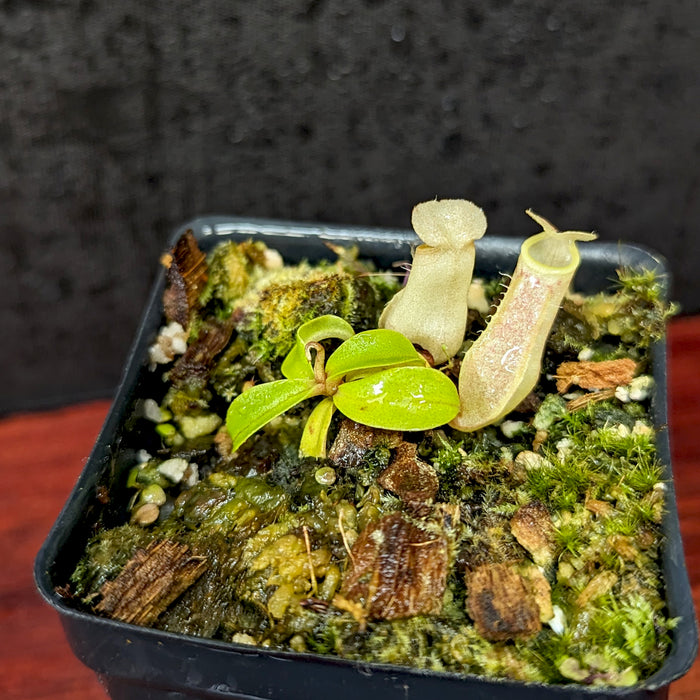 Close-up of Nepenthes eustachya showing two pale pinkish pitchers and bright green leaves in a mossy pot