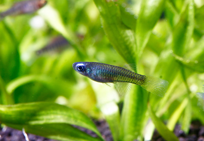 norman's lampeye killifish, norman's lampeye killifish for sale, lampeye killifish, norman lamp eye killifish, kili fish, lamp eye killifish, lampeye fish, buy norman's lampeye killifish online, lamp eye fish, best schooling fish, killifish for freshwater aquarium, freshwater schooling fish