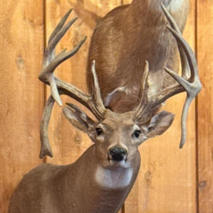 8 point Taxidermy deer head mounted on a wooden wall with drop tines