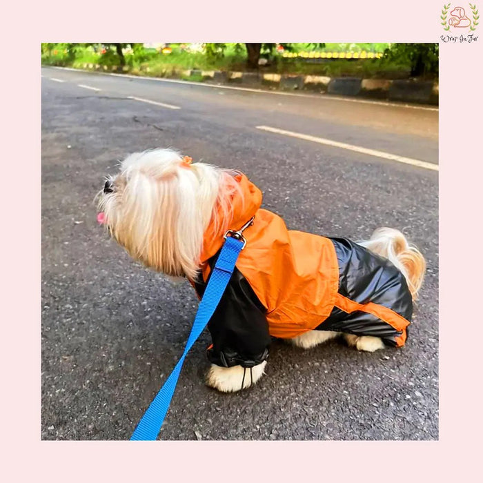 Stylish Monsoon Wear For Dogs