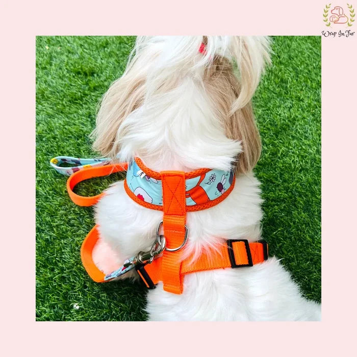 outdoor dog harness
