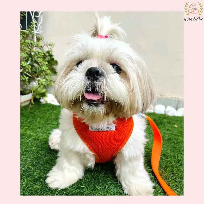 Dog harness