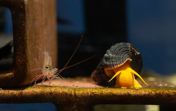 orange rabbit snail, tylomelania gemmifera, sulawesi rabbit snail, sulawesi rabbit snail for sale, elephant snails, tylomelania snail, golden elephant snail, orange snails, sulawesi snail, rabit snail