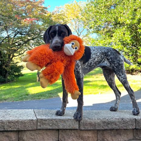 Orangutan Rope Body Dog Toy