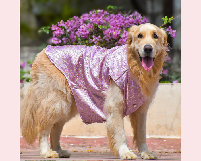 dog sherwani india