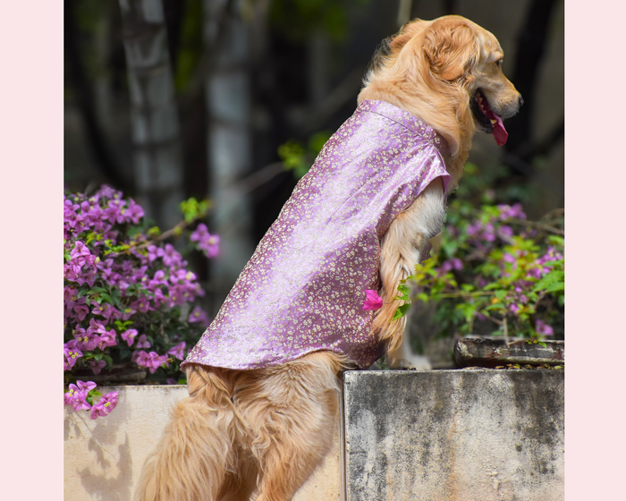 indian clothes dog sherwani