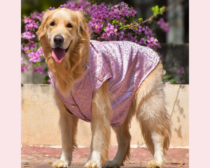 dog sherwani price