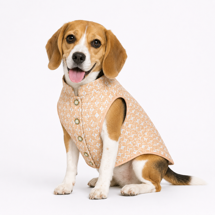 Beagle dog Kurta