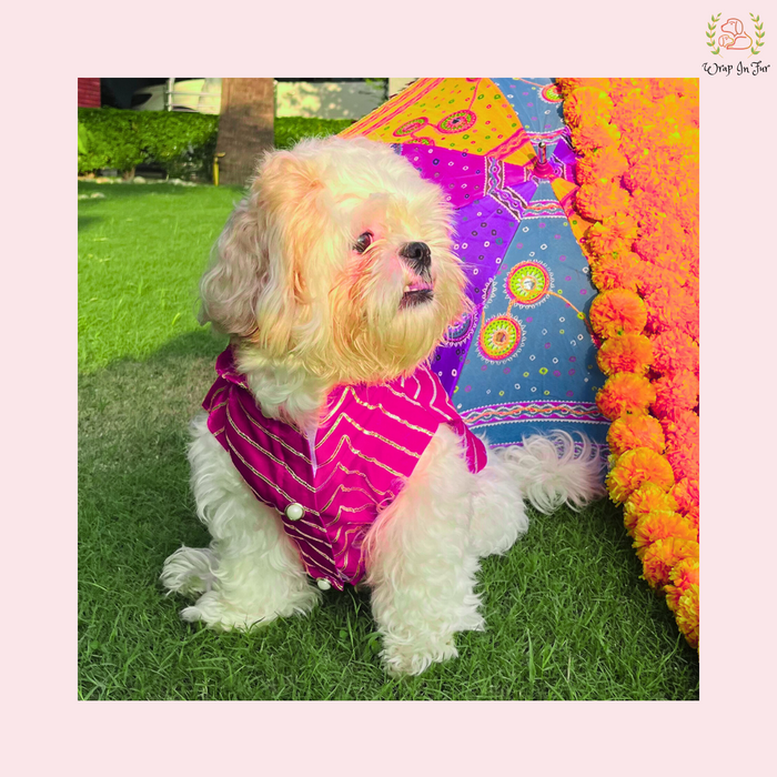 Golden Dog Sherwani