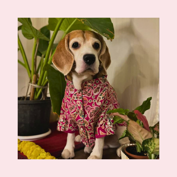 Pink Paisley Dog Kurta Shirt - Traditional Indian Dog Ethnic Wear