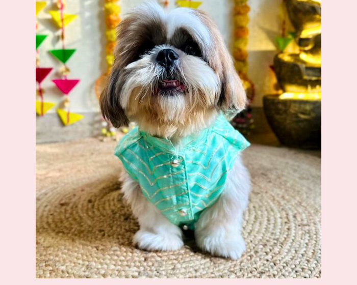 Pista Golden Dog Sherwani