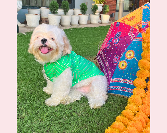 Golden Dog Sherwani