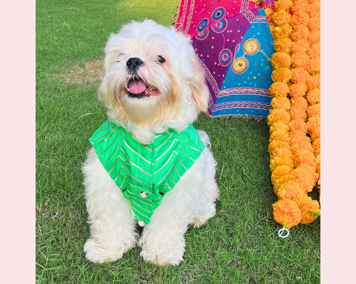 Pista Golden Dog Sherwani