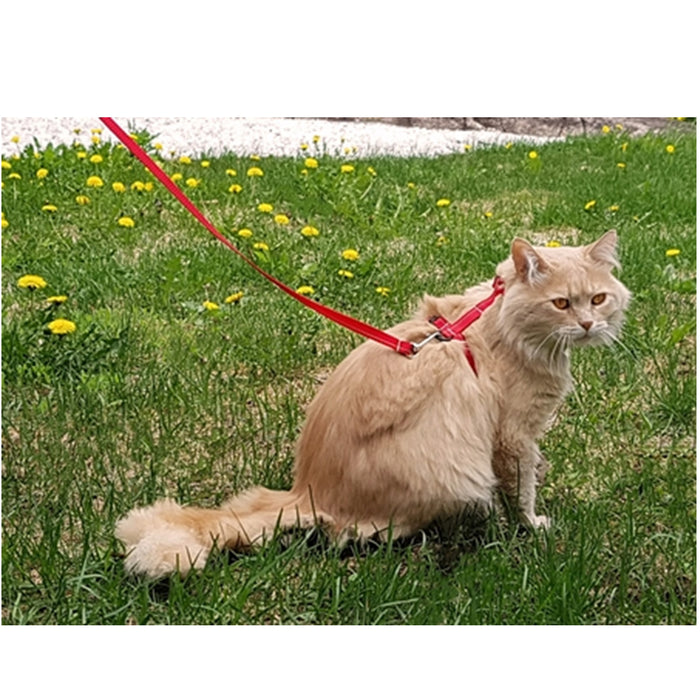 Primary Kitty Leash - Black