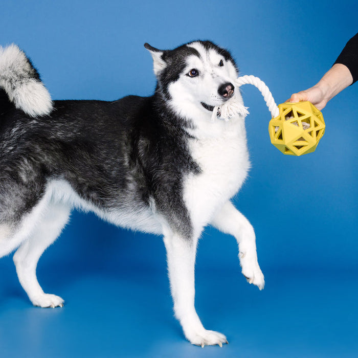 Pull My Way Rubber Dog Toy - Yellow