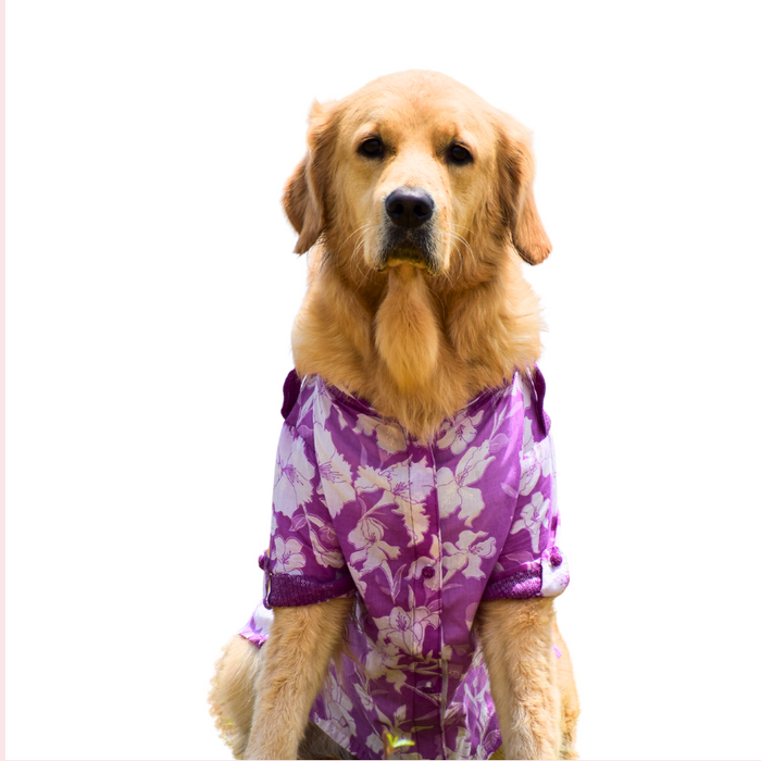 Purple Floral Pathani Dog Kurta - Premium Indian Dog Ethnic Wear
