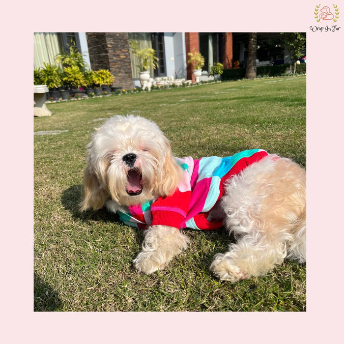 Rainbow Striped Dog Hoodie – Colorful & Cozy Winter Wear
