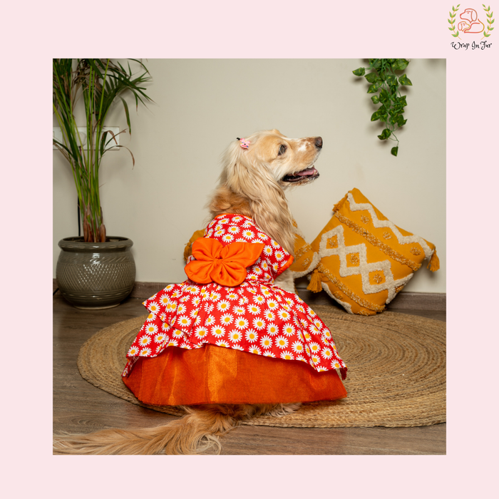 Red Daisy Print Dog Frock Dress - Cheerful Party Wear