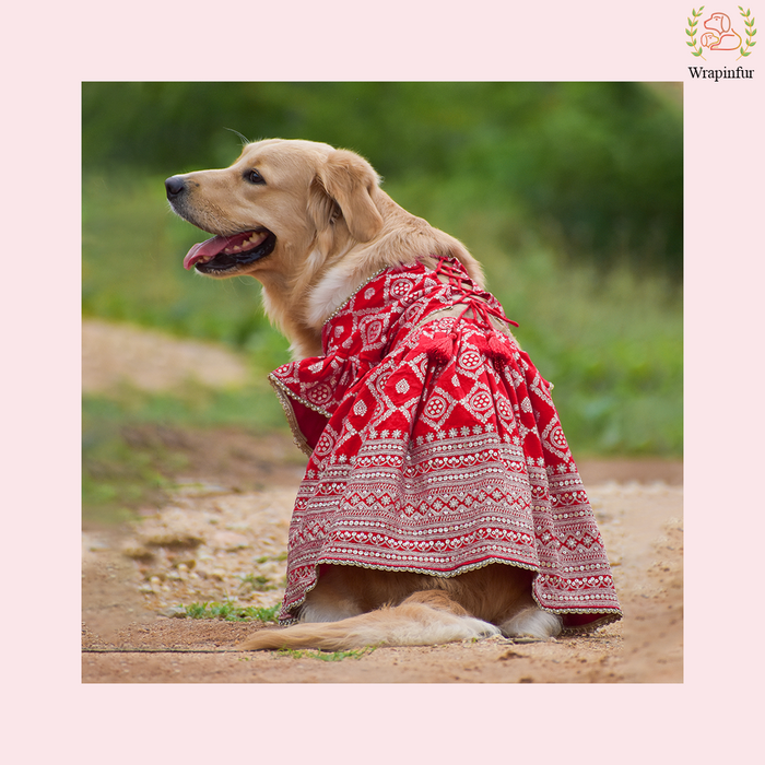Red Embroidered Dog Bridal Dress - Traditional Lehenga Choli Set