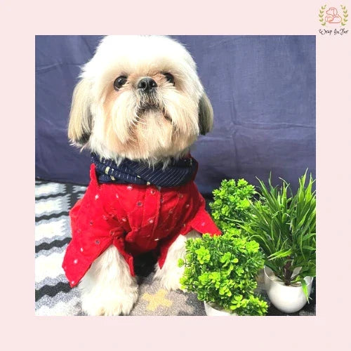Red Embroidered Dog Kurta with Blue Dupatta - Premium Dog Ethnic Wear
