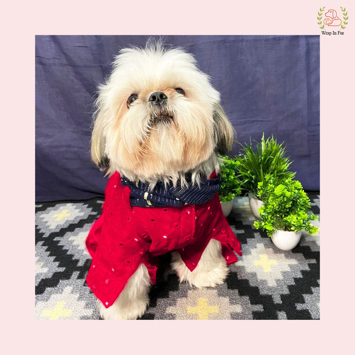 Red Embroidered Dog Kurta with Blue Dupatta - Premium Dog Ethnic Wear