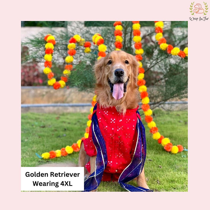 Red Embroidered Dog Kurta with Blue Dupatta - Premium Dog Ethnic Wear