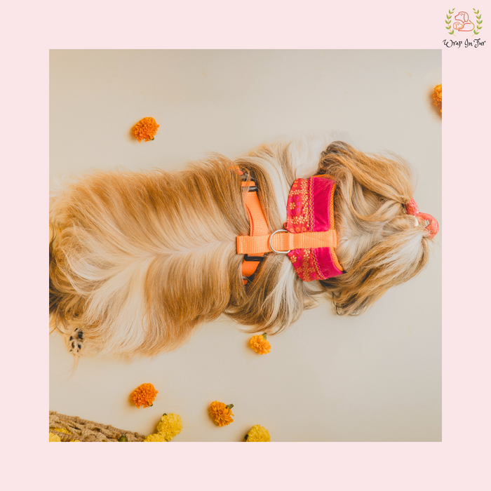 red dog harness India