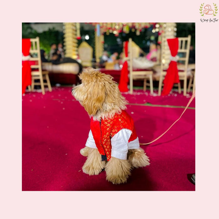 Red & Gold Brocade Dog Kurta Jacket Set - Premium Dog Ethnic Wear