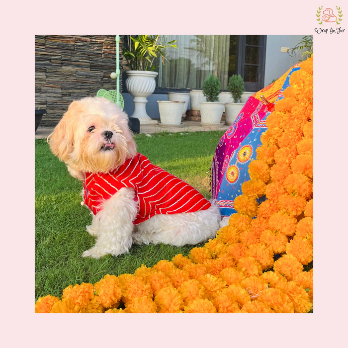 dog sherwani