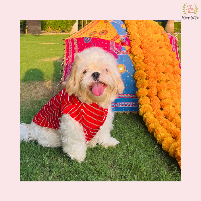 dog sherwani for wedding