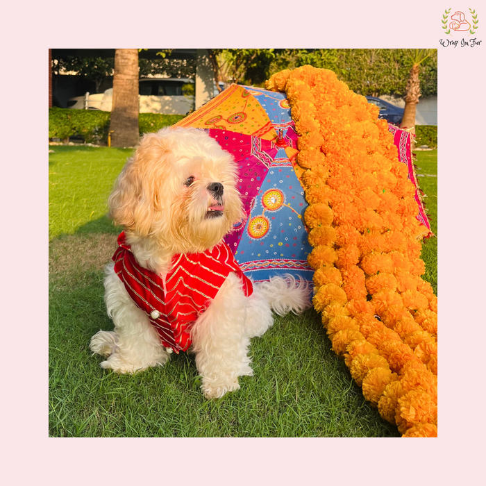 dog sherwani india