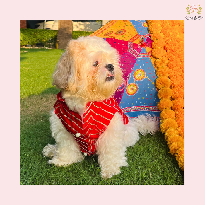 dog sherwani price