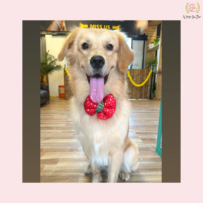 Red Golden Festive Dog Bow