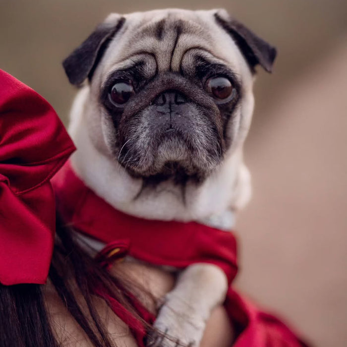 Red Satin Dog Frock & Parent Twinning Set