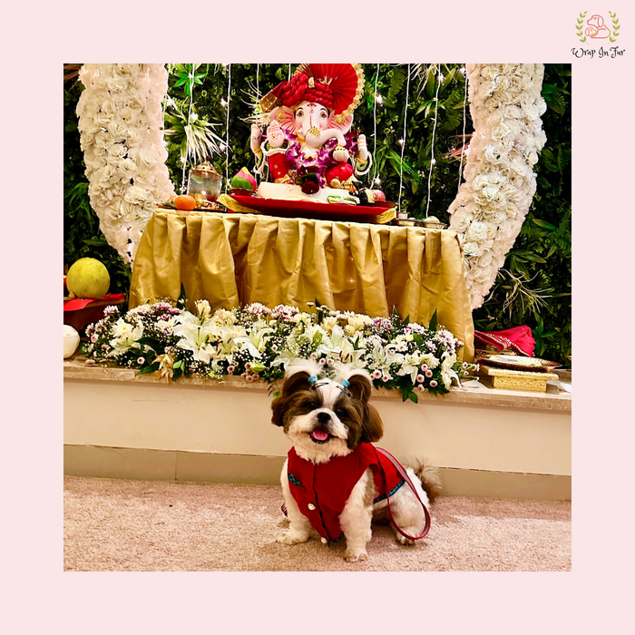 Red Velvet Maharaja Jacket Dog Sherwani