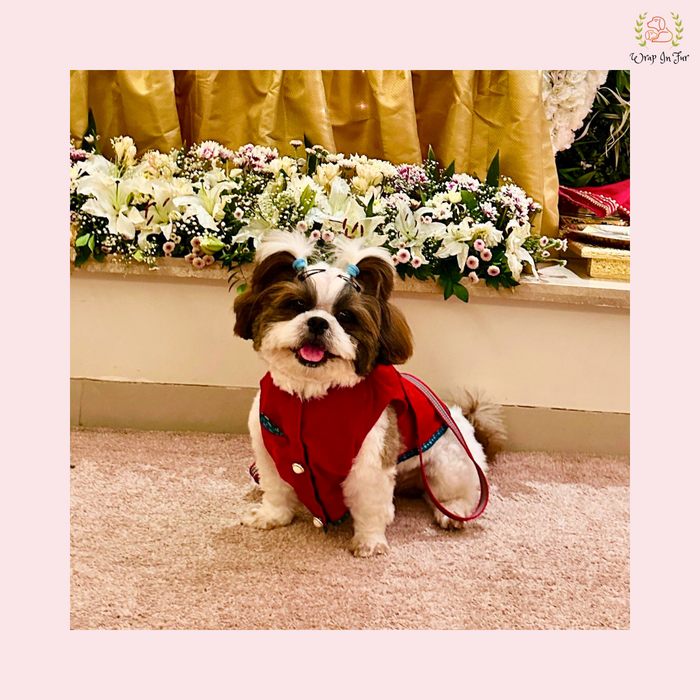 Maharaja Jacket Dog Sherwani