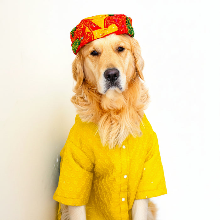 Royal Yellow Chikankari Dog Kurta Shirt - Premium Dog Ethnic Wear