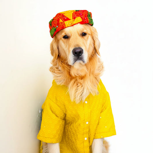 Royal Yellow Chikankari Dog Kurta Shirt - Premium Dog Ethnic Wear