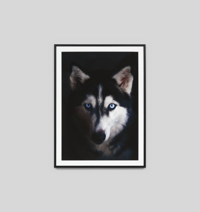 Siberian Husky