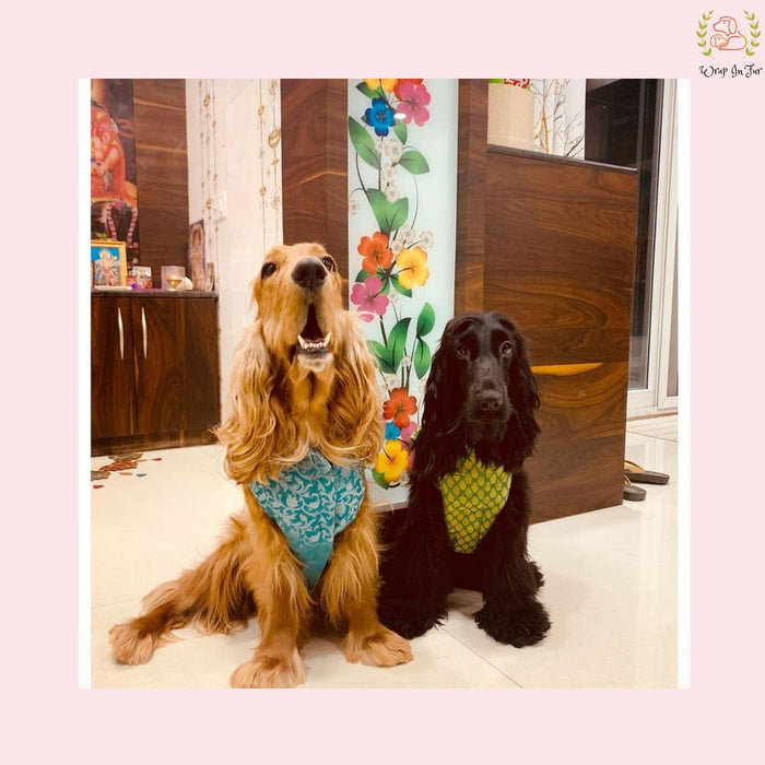 Teal Festive Jacket for dog