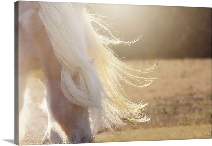 Texas Gold Canvas Print