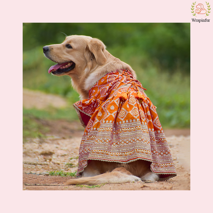 Vibrant Orange Dog Lehenga Choli Dress - Wedding Outfit