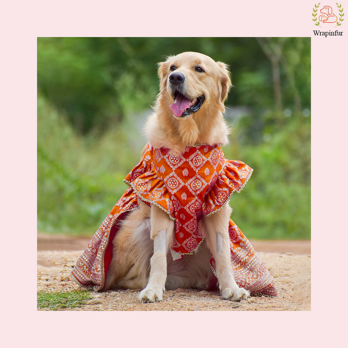 Vibrant Orange Dog Lehenga Choli Dress - Wedding Outfit