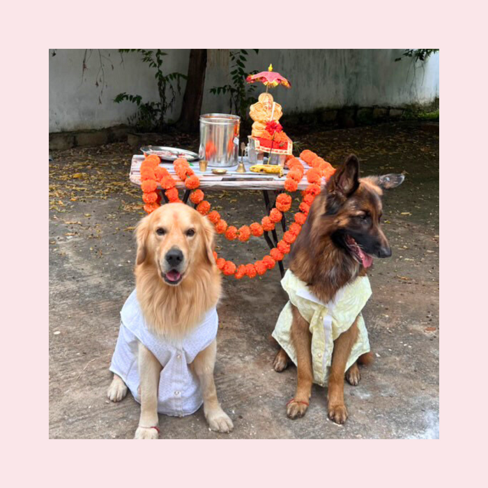 White Nawab Dog Kurta - Premium Royal Indian Dog Ethnic Wear