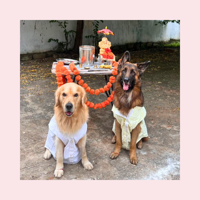 White Nawab Dog Kurta - Premium Royal Indian Dog Ethnic Wear